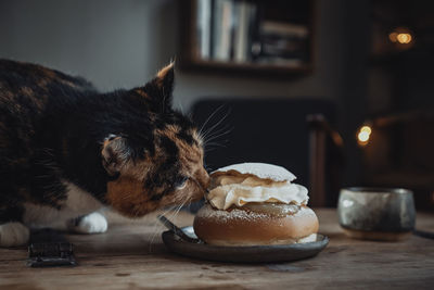 Cat smelling semla bun on table