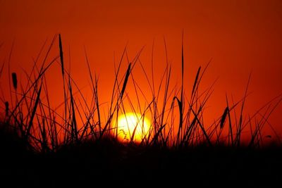 Plants at sunset