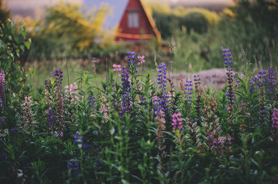 Close-up of flowers growing in field