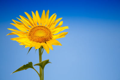 Low angle view of sunflower against blue sky