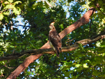 Low angle view of bird perching on branch in forest