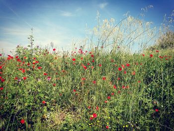 Red flowering plants on field against sky