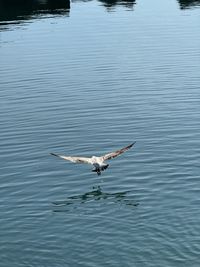 Low angle view of bird flying over lake