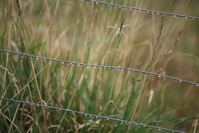 Close-up of wheat growing on field