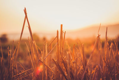 Close-up of stalks in field against sunset sky