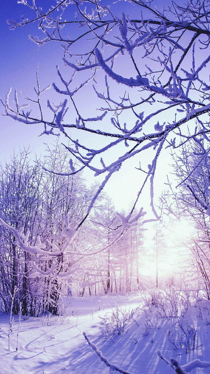 tree, nature, snow, cold temperature, branch, beauty in nature, sky, bare tree, winter, no people, outdoors, tranquility, growth, tranquil scene, scenics, day