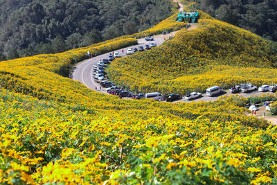 Scenic view of yellow flowers growing on field