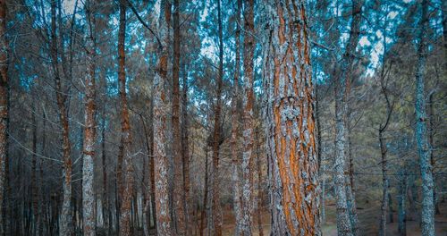 Full frame shot of pine trees in forest