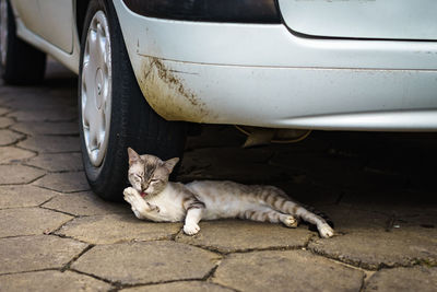 Cat relaxing on a car