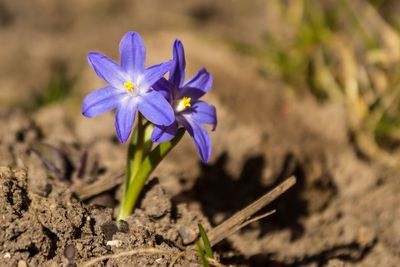 Close-up of purple flower