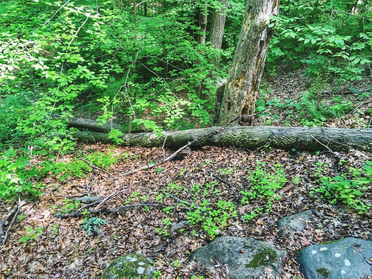 growth, forest, green color, tree, plant, moss, nature, tranquility, rock - object, beauty in nature, high angle view, lush foliage, leaf, tree trunk, day, outdoors, tranquil scene, no people, grass, green