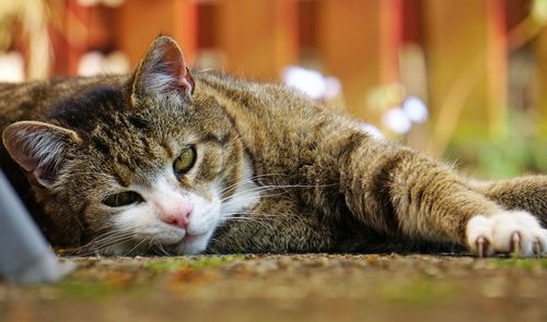 Close-up of a cat resting