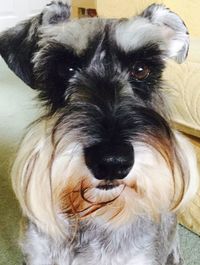 Close-up portrait of a dog