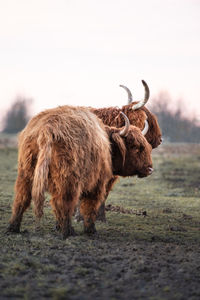 Highland cattle on a meadow