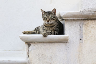 Portrait of a tabby cat laying down on white stairs against white wall outdoors 