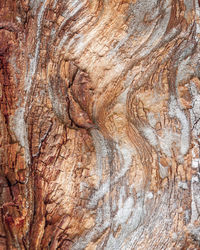 Full frame shot of tree trunk
