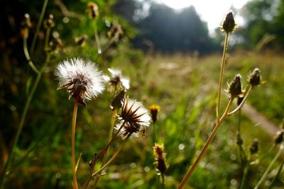 Close-up of dandelion flower
