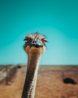 Close-up of an animal