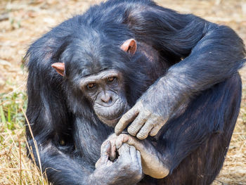 Close-up portrait of chimpanzee grooming, zambia, africa