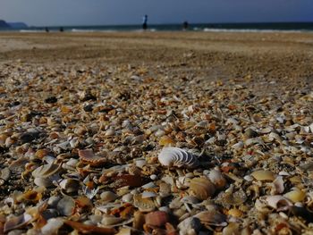 Close-up of shells on beach