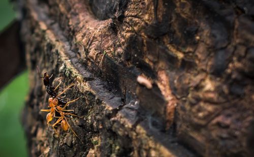 Close-up of tree trunk