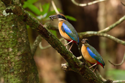 Bird perching on branch