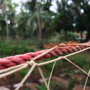 Close-up of ropes on field