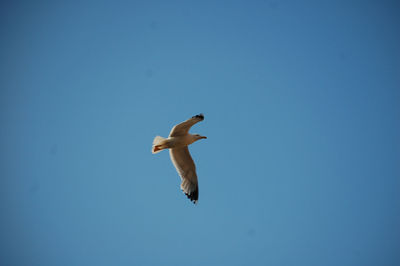 Low angle view of seagull flying in sky