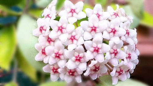 Close-up of pink flowers