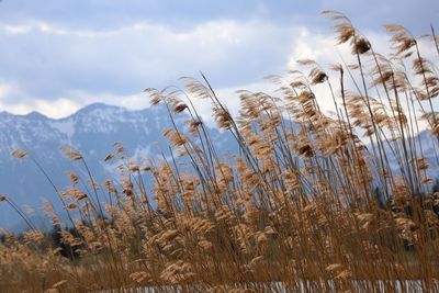 Low angle view of stalks in field against sky