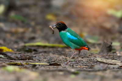 Close-up of bird perching on field