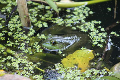 Close-up of frog