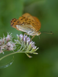 Close-up of butterfly pollinating on flower