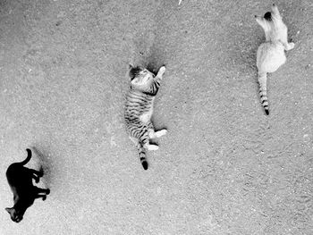 High angle view of seagulls flying