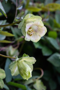 Close-up of white flowering plant