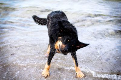 Black dog shaking off water on shore