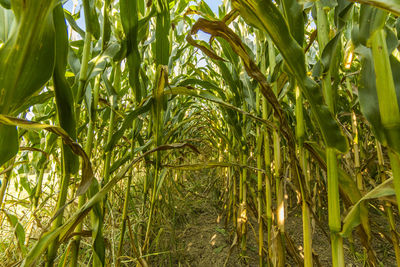 Corn crops growing on field