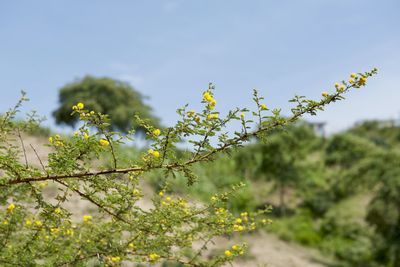 Close-up of fresh yellow flowers against sky