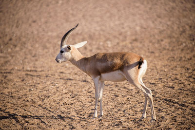 Sand gazelle