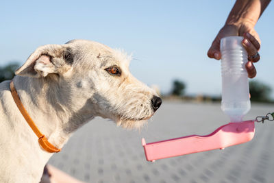 Close-up of hand holding dog