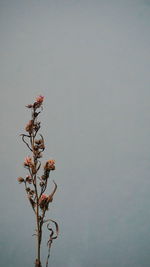 Low angle view of flower tree against clear sky