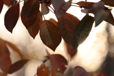 Low angle view of fruits on tree