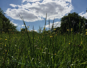 Plants growing on field against sky