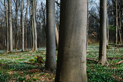 View of trees in forest