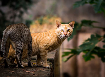 Close-up of two cats