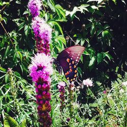 Close-up of butterfly pollinating on pink flower