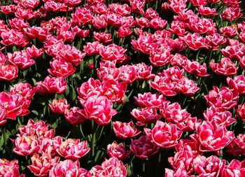 Full frame shot of pink flowers