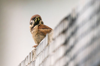 Low angle view of bird perching on wall