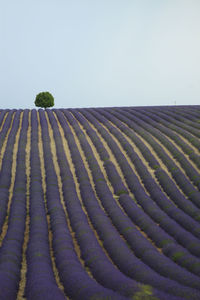 Scenic view of agricultural landscape against clear sky