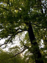 Low angle view of trees in forest against sky